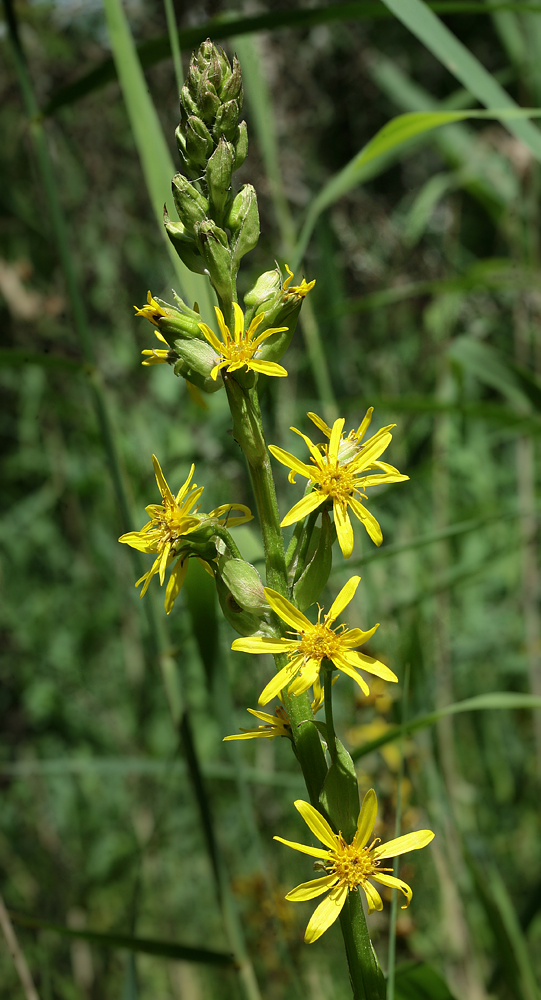 Image of Ligularia lydiae specimen.