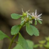 Sedum stoloniferum