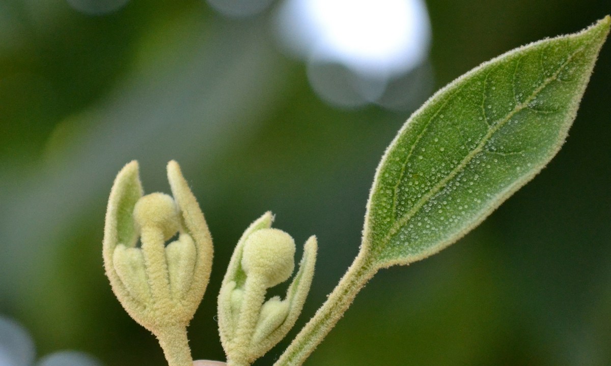 Image of Paulownia tomentosa specimen.