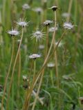 Taraxacum officinale. Верхушки побегов с облетевшими соплодиями. Белоруссия, Витебская обл., дер. Езерище, луг. 08.06.2009.