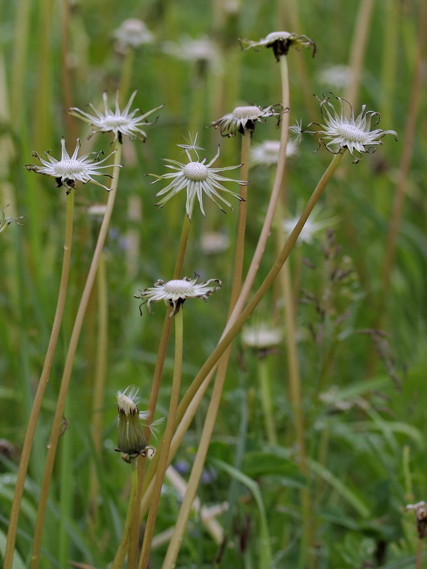 Image of Taraxacum officinale specimen.