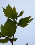 Platanus × acerifolia. Верхушка ветви молодого деревца. Италия, Рим, остров Тиберина, берег Тибра. 07.04.2016.