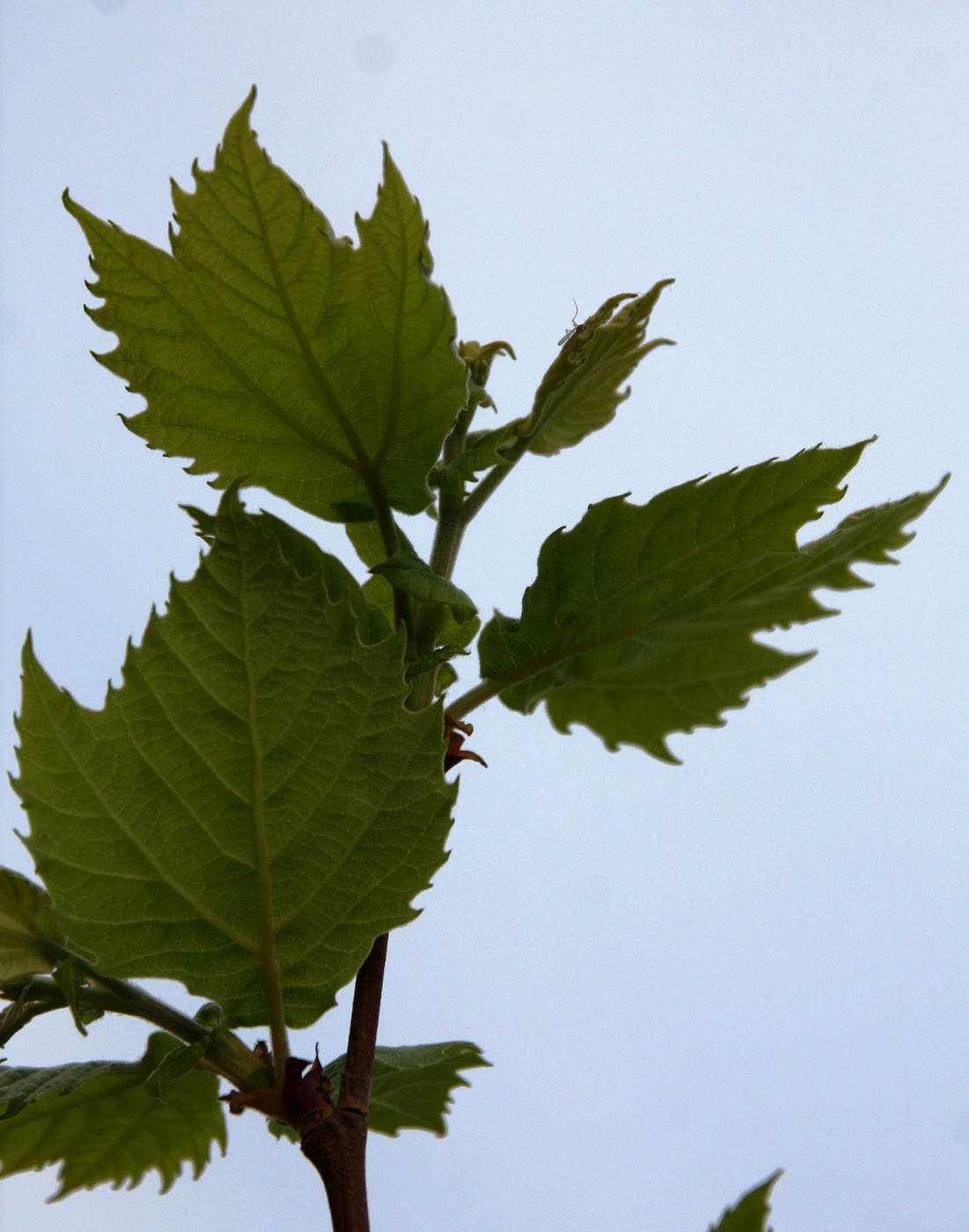 Image of Platanus &times; acerifolia specimen.