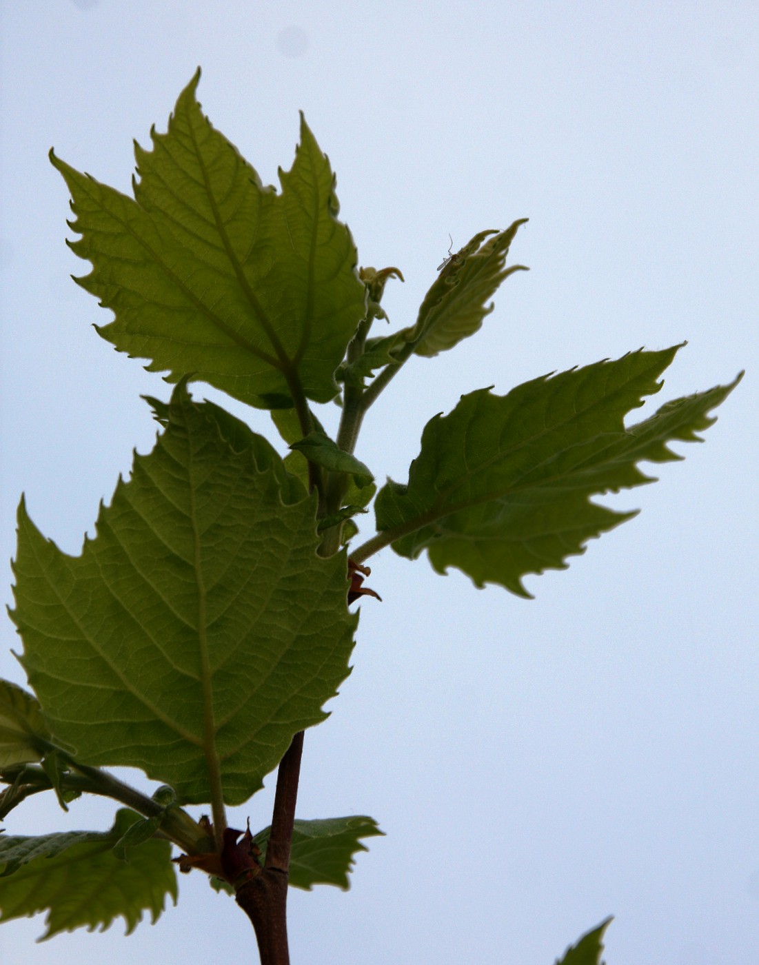 Изображение особи Platanus &times; acerifolia.