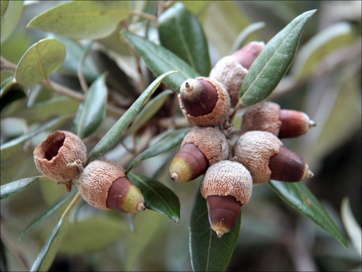 Изображение особи Quercus ilex.