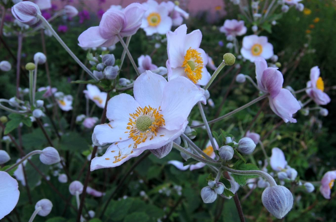 Изображение особи Anemone hupehensis.