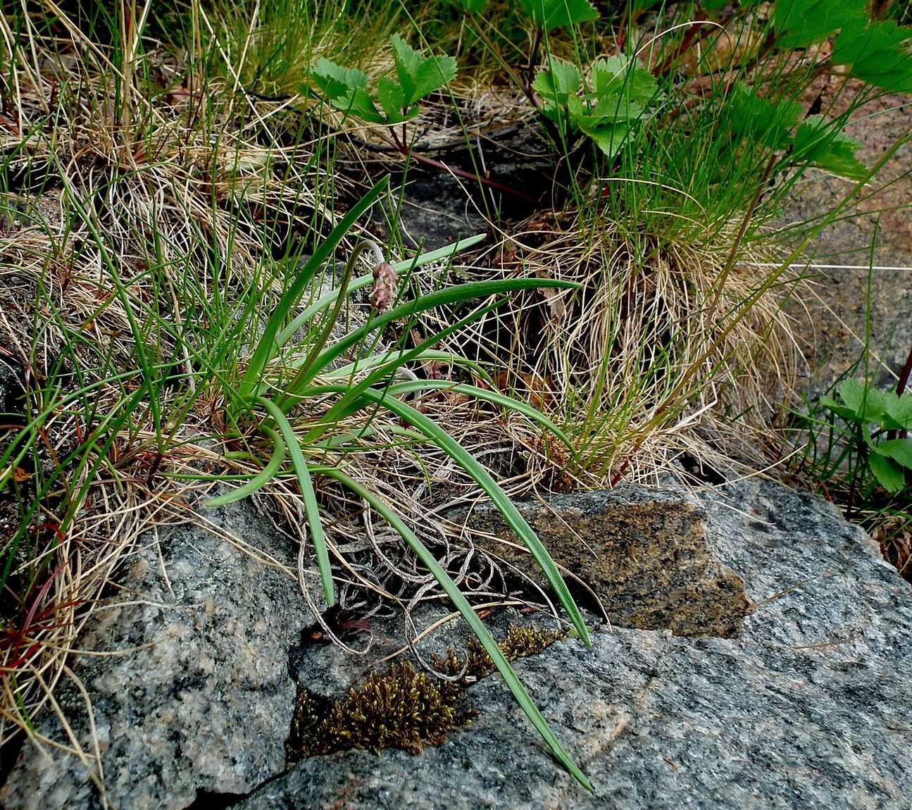 Изображение особи Plantago maritima ssp. subpolaris.