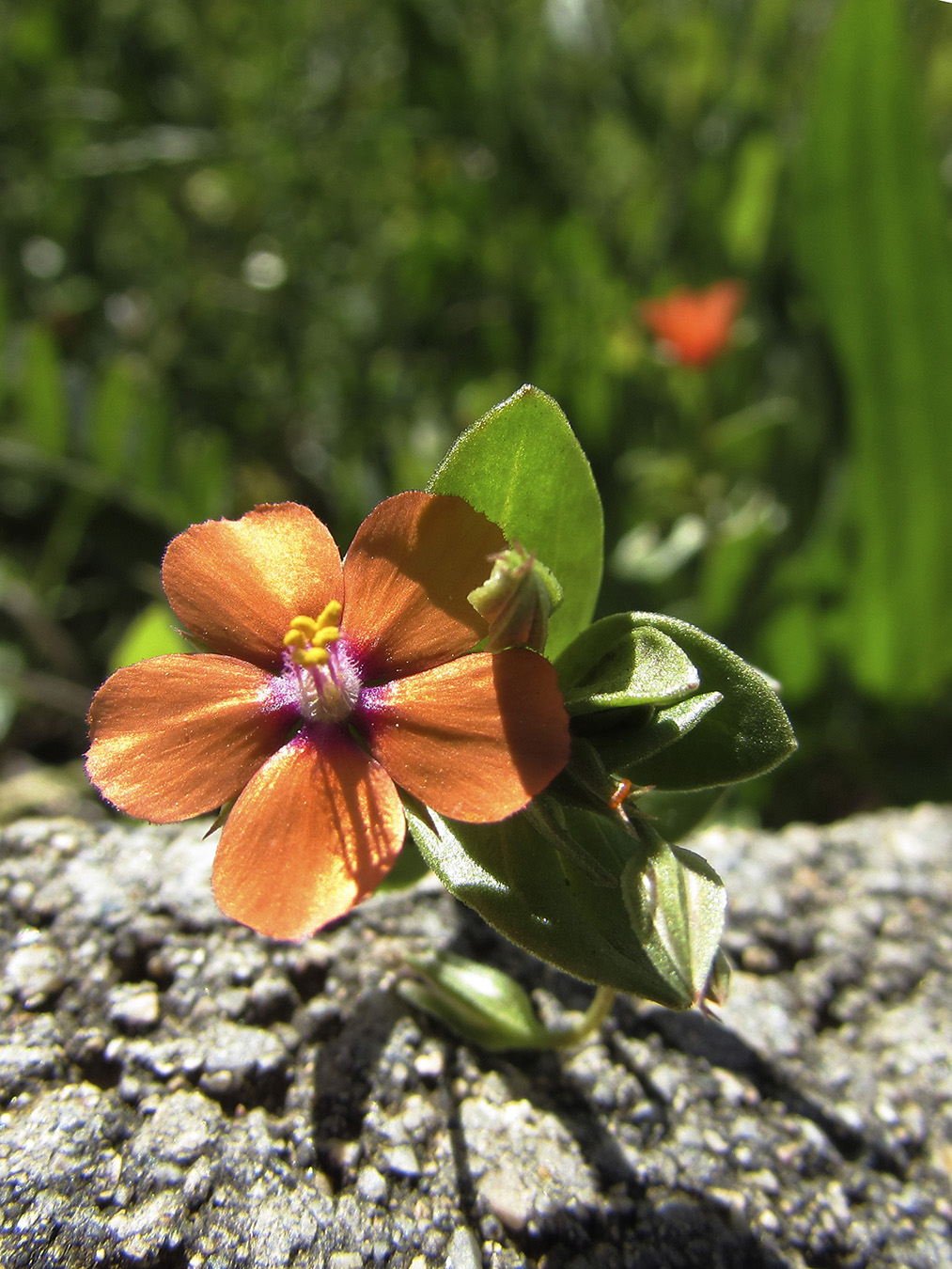 Изображение особи Anagallis arvensis.