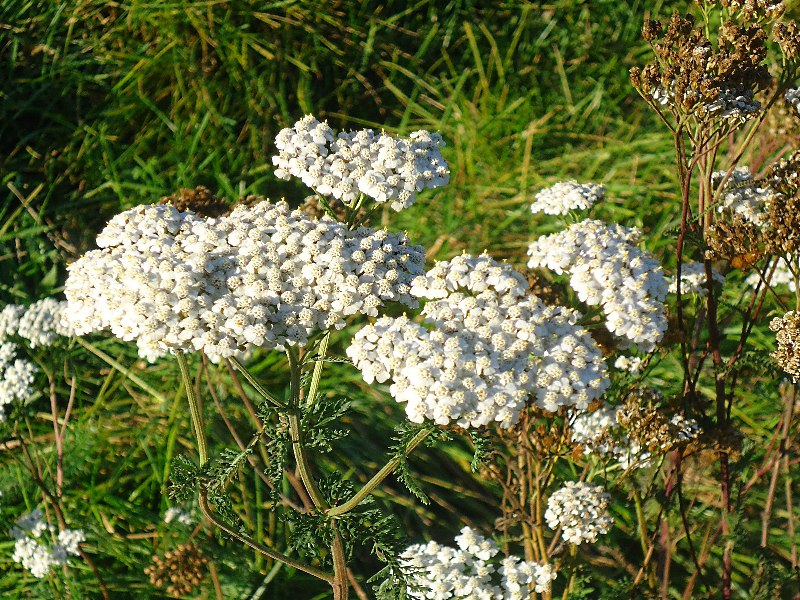 Изображение особи Achillea millefolium.