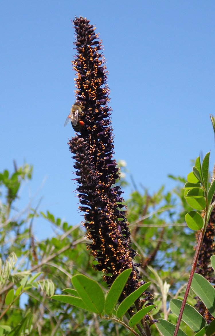 Image of Amorpha fruticosa specimen.
