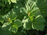 Geum macrophyllum. Верхушки побегов с цветками. Санкт-Петербург, Пискарёвский парк. 29.05.2009.