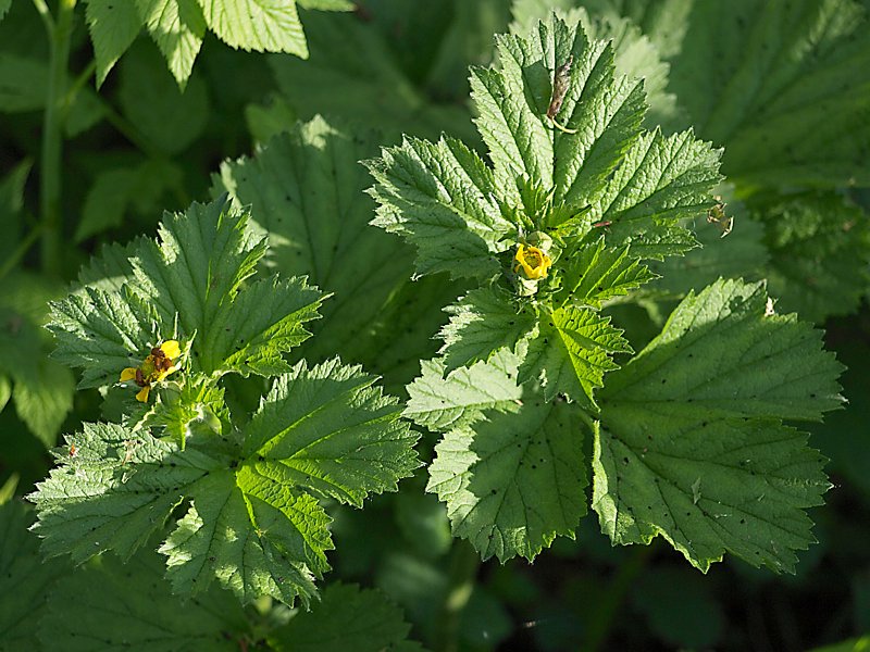 Изображение особи Geum macrophyllum.