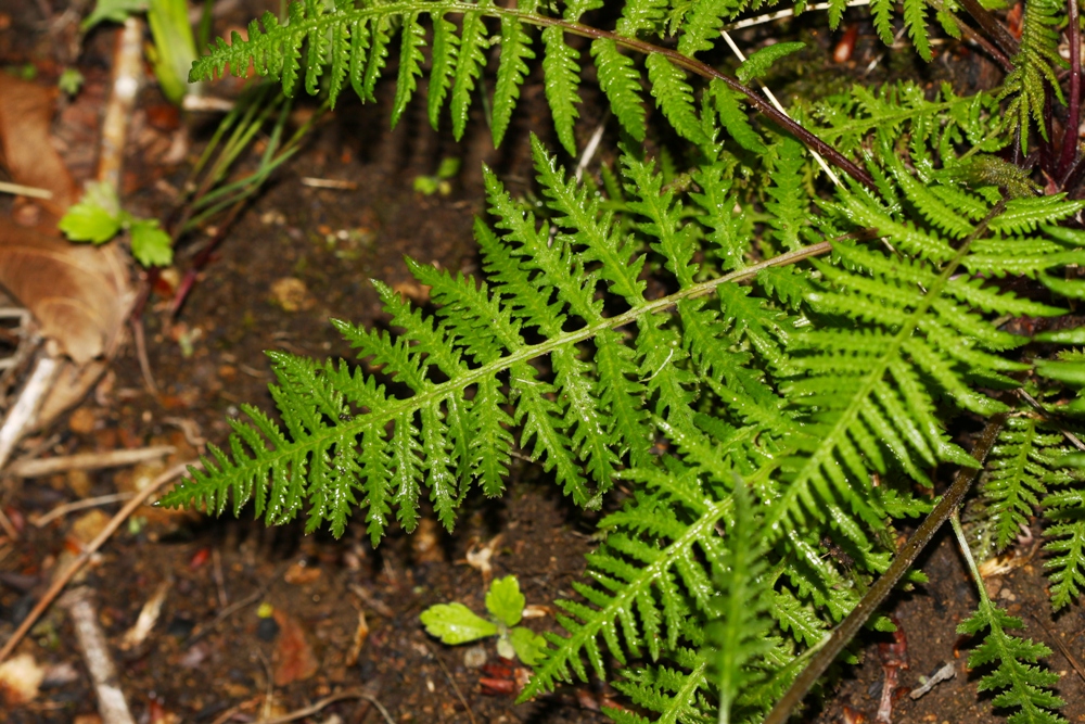 Image of Pedicularis mandshurica specimen.