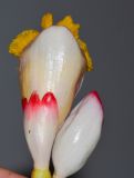 Alpinia zerumbet. Цветок и бутон (оболочка соцветия удалена). Израиль, Шарон, г. Тель-Авив, ботанический сад тропических растений. 02.05.2016.