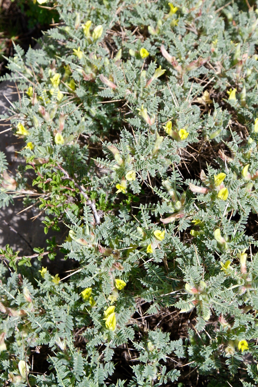 Изображение особи Astragalus lasiosemius.