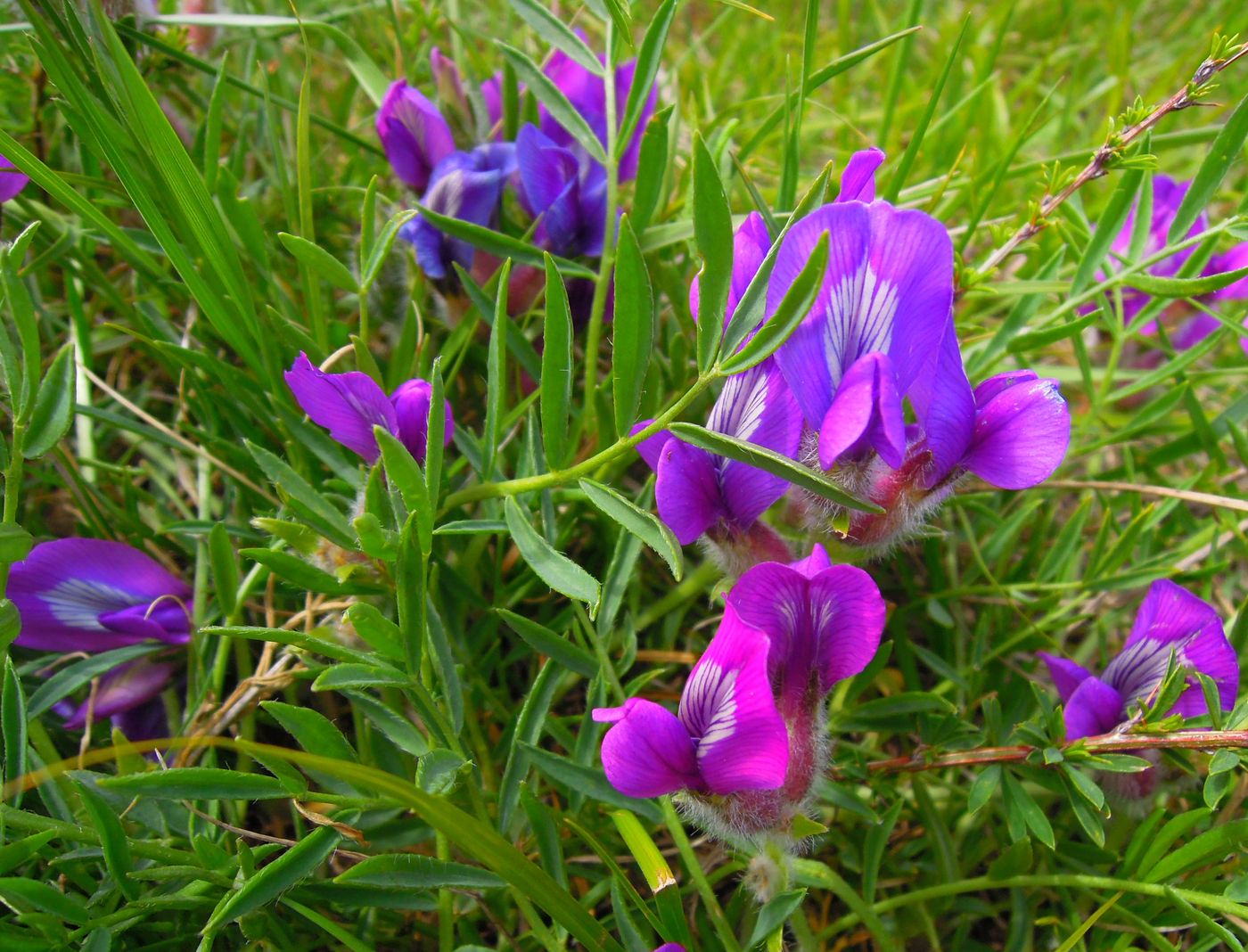 Image of Oxytropis nuda specimen.