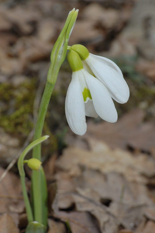 Изображение особи Galanthus plicatus.