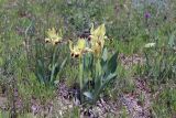 Iris pumila