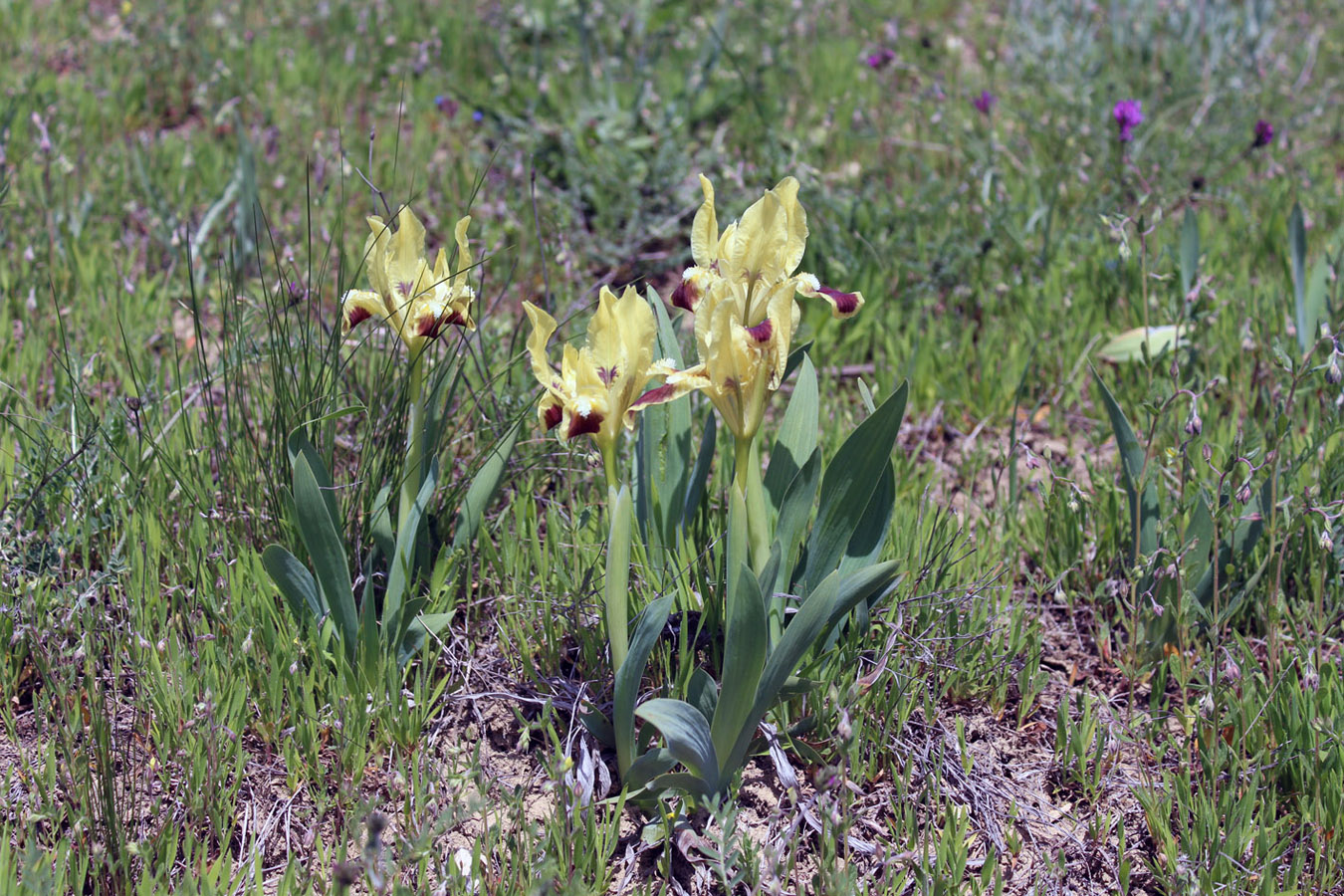 Изображение особи Iris pumila.