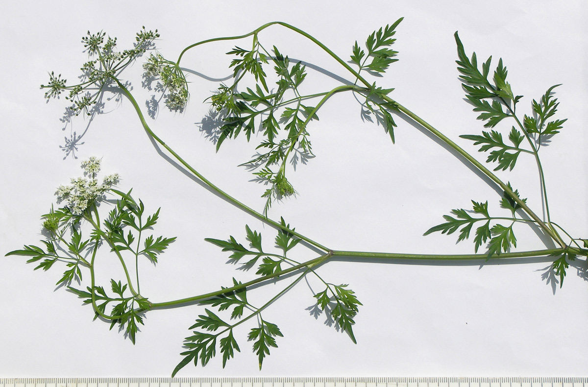 Image of Aethusa cynapium specimen.