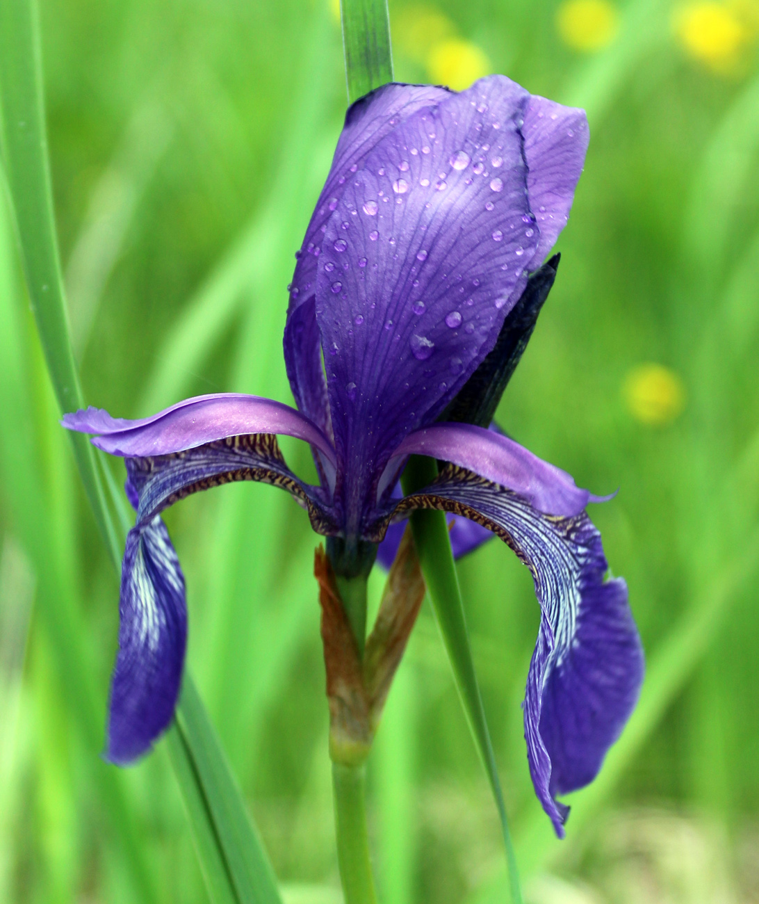 Image of Iris sibirica specimen.