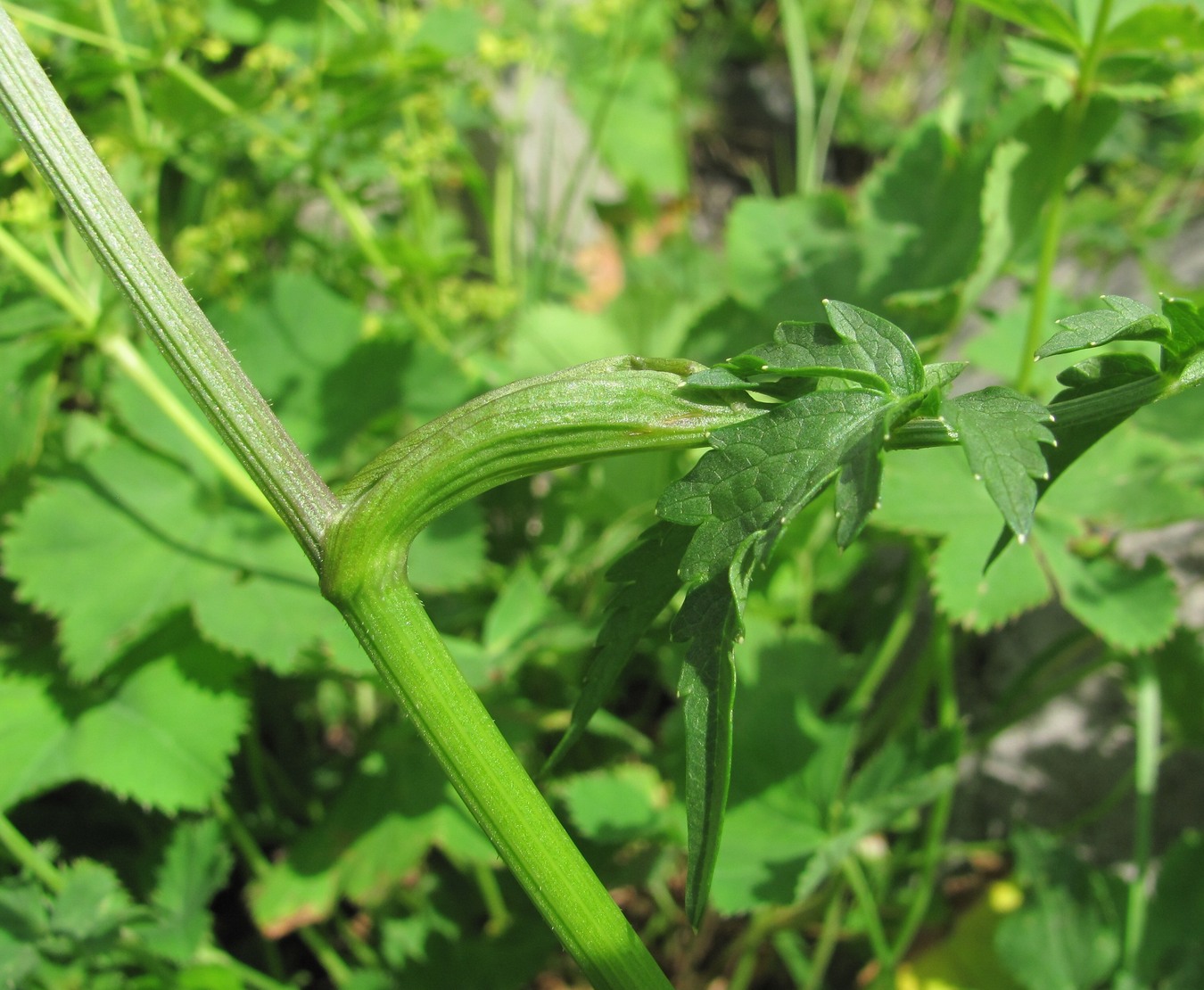 Image of Heracleum apiifolium specimen.