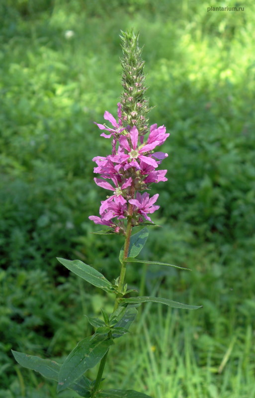 Image of Lythrum salicaria specimen.