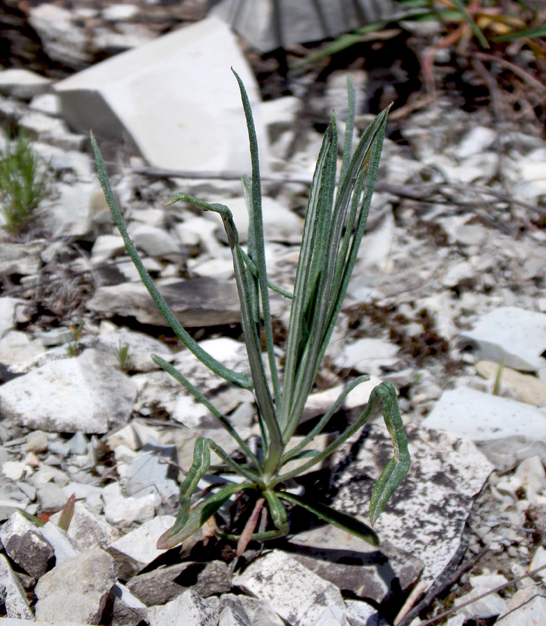 Image of Jurinea stoechadifolia specimen.