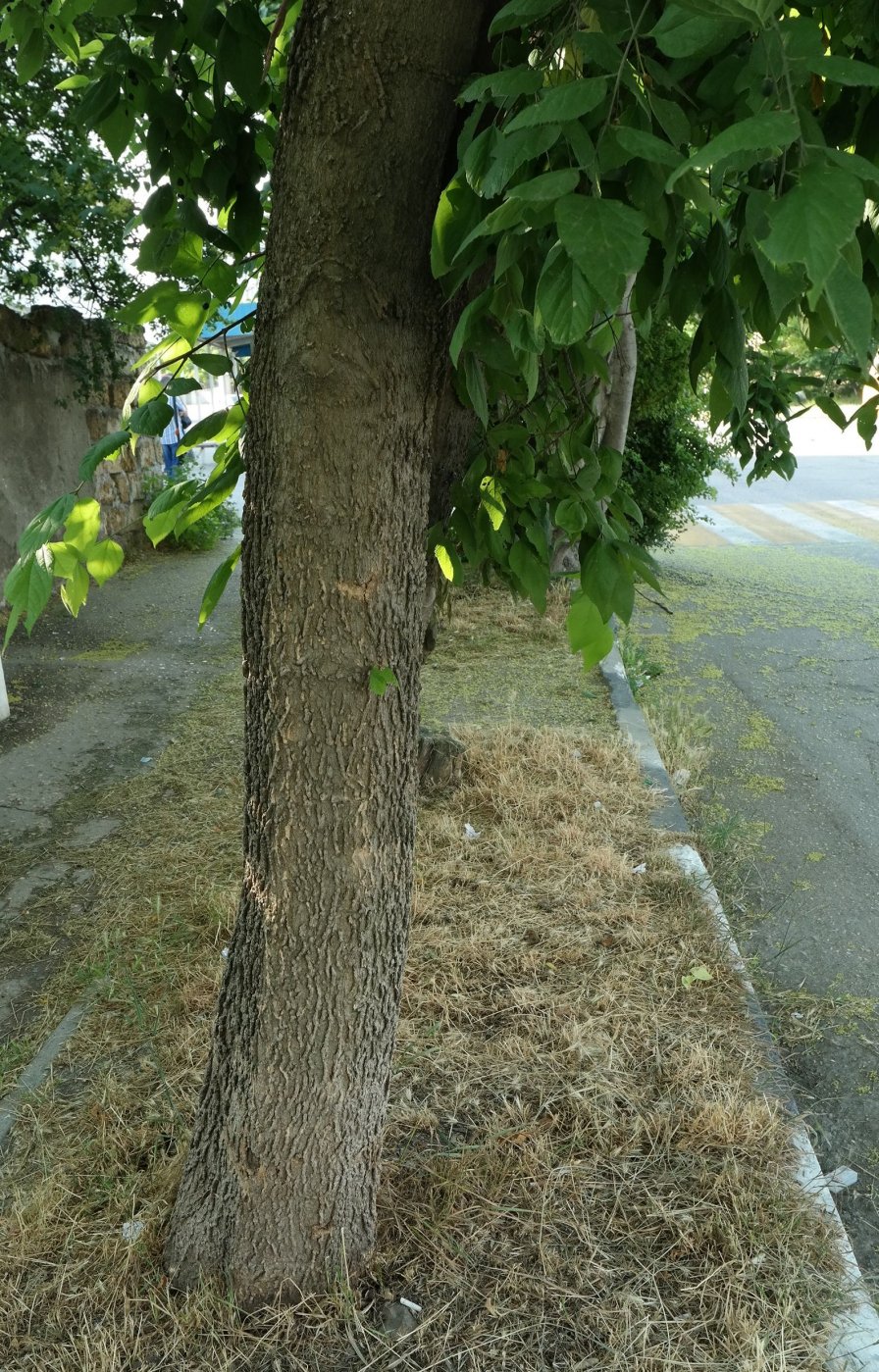 Image of genus Celtis specimen.