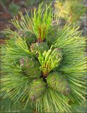 Pinus pumila