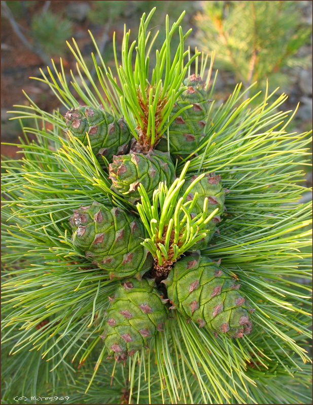 Image of Pinus pumila specimen.