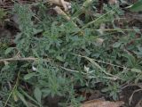 Amaranthus blitoides