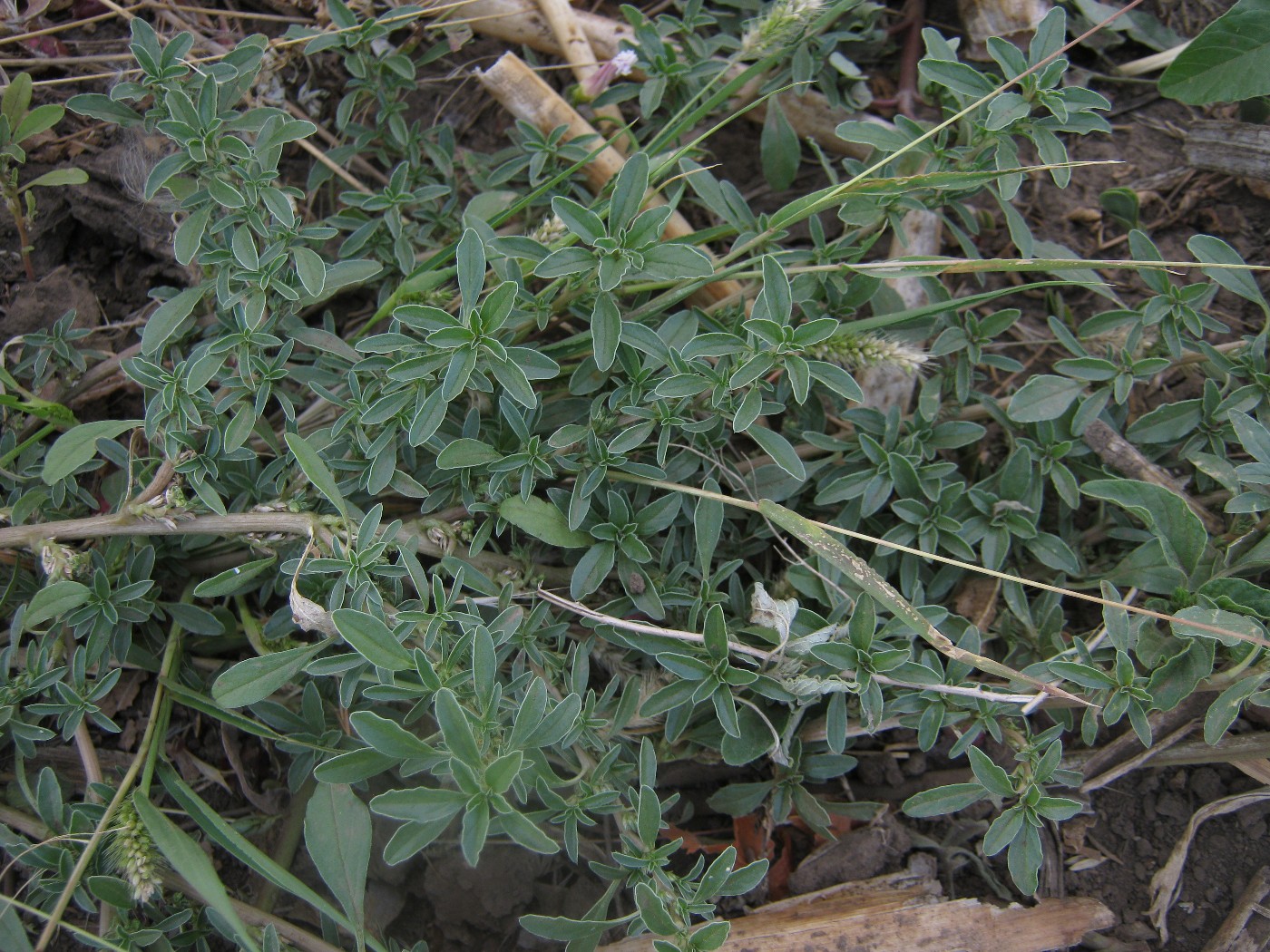 Image of Amaranthus blitoides specimen.