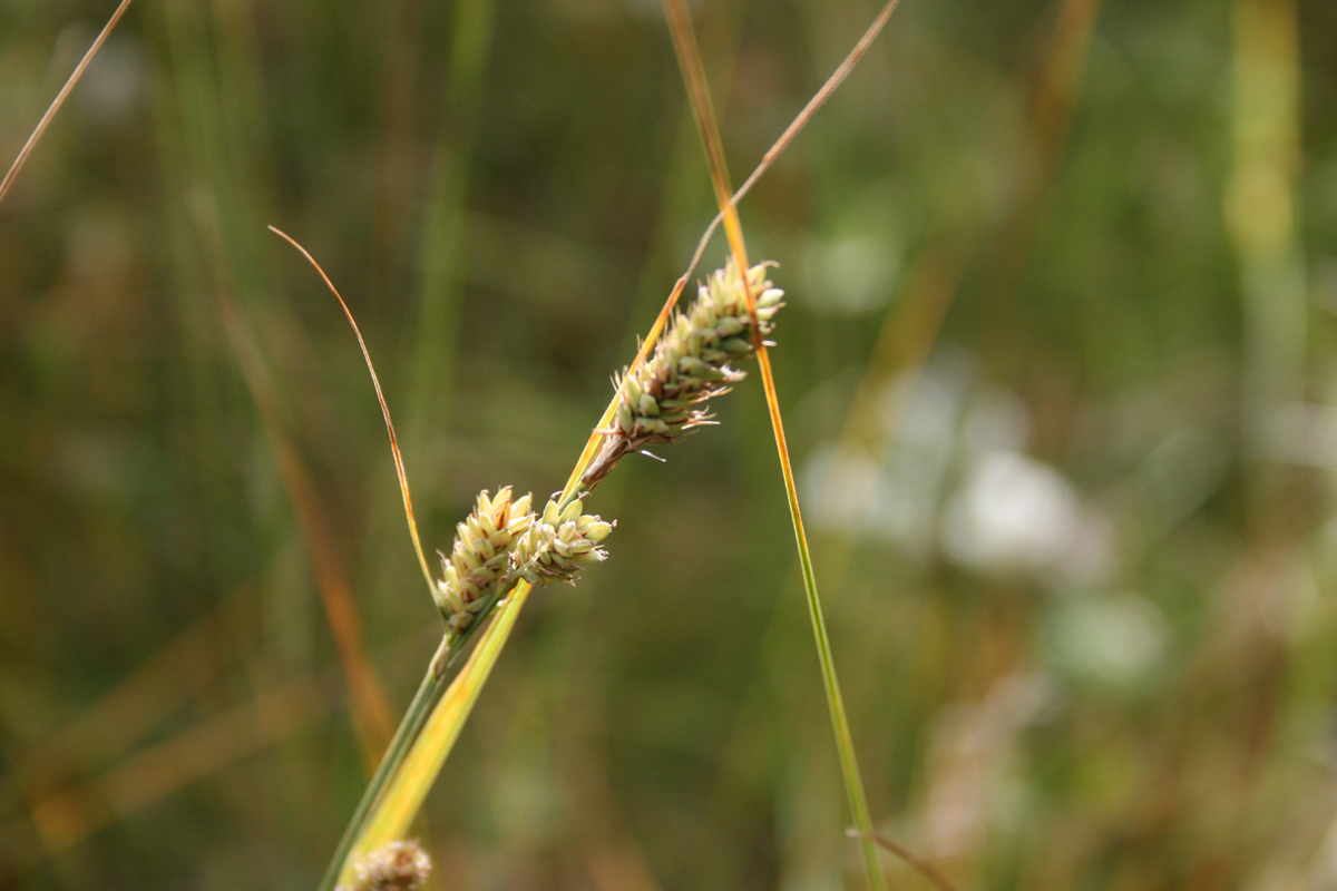 Image of Carex buxbaumii specimen.