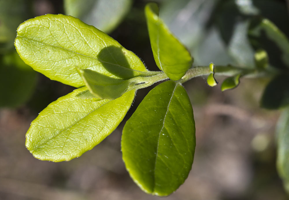 Image of Vaccinium vitis-idaea specimen.