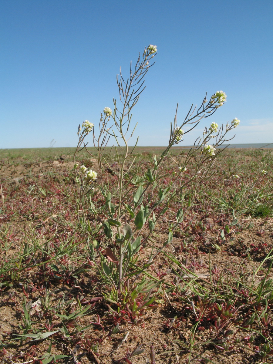 Image of Thellungiella salsuginea specimen.