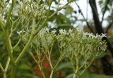 genus Valeriana. Часть общего соцветия с цветками и завязавшимися плодами. Краснодарский край, Адлерский р-н, окр. пос. Красная Поляна, массив Бзерпи, гора Табунная, выс. ≈2000 м н.у.м. 20.09.2016.