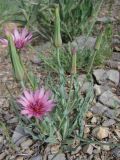 Tragopogon marginifolius
