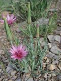 Tragopogon marginifolius. Цветущее растение в щебнистом русле временного водотока. Казахстан, Южно-Казахстанская обл., окр. г. Кентау, дол. р. Икансу. 28.04.2013.