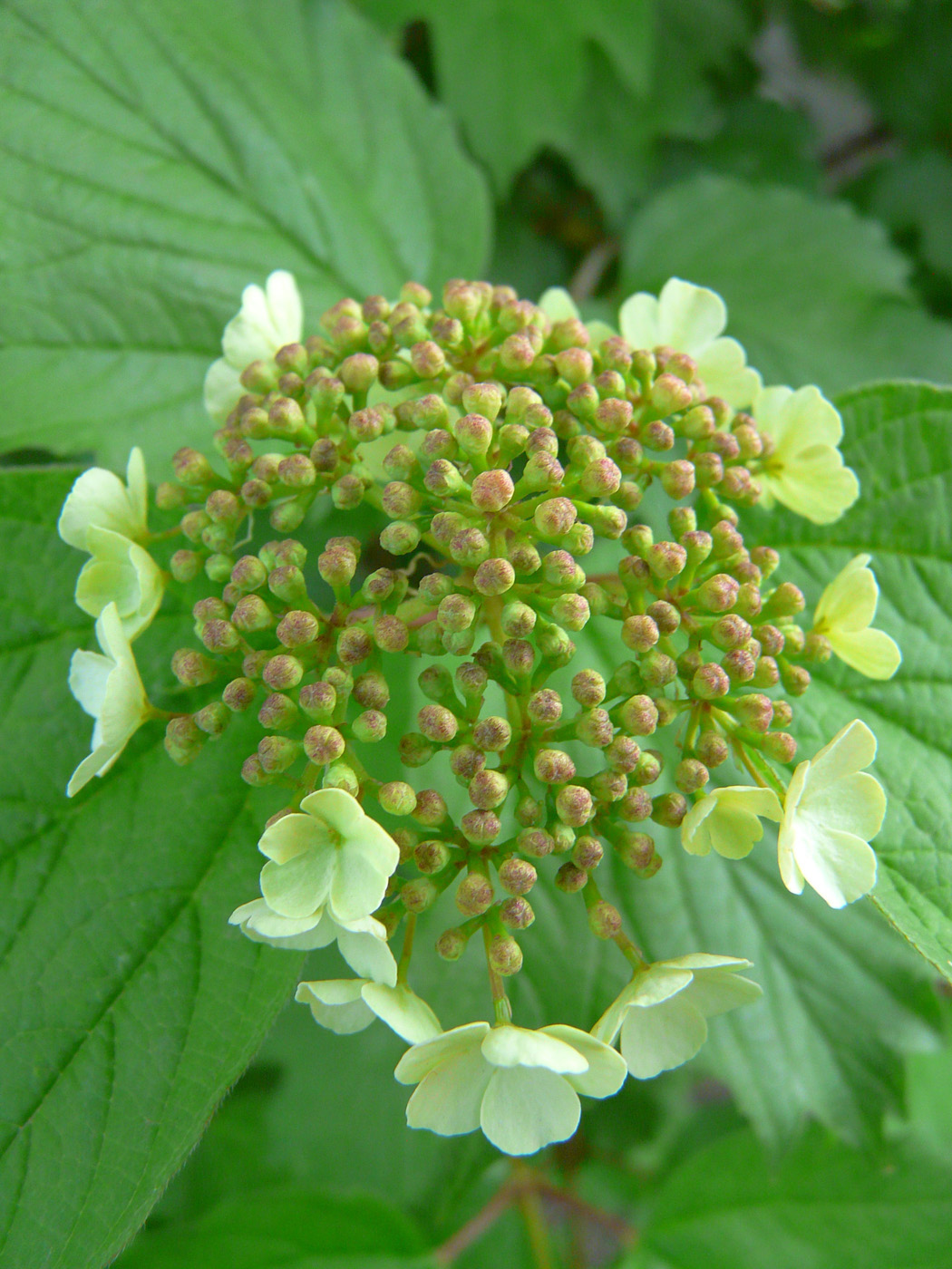 Image of Viburnum opulus specimen.
