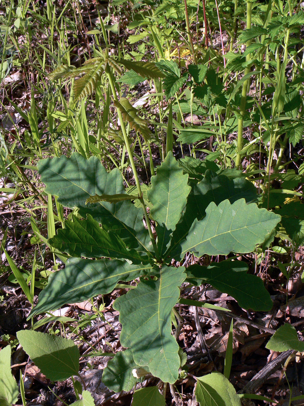 Изображение особи Quercus mongolica.