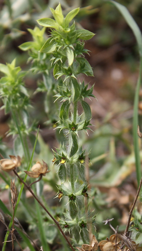 Image of Sideritis montana specimen.