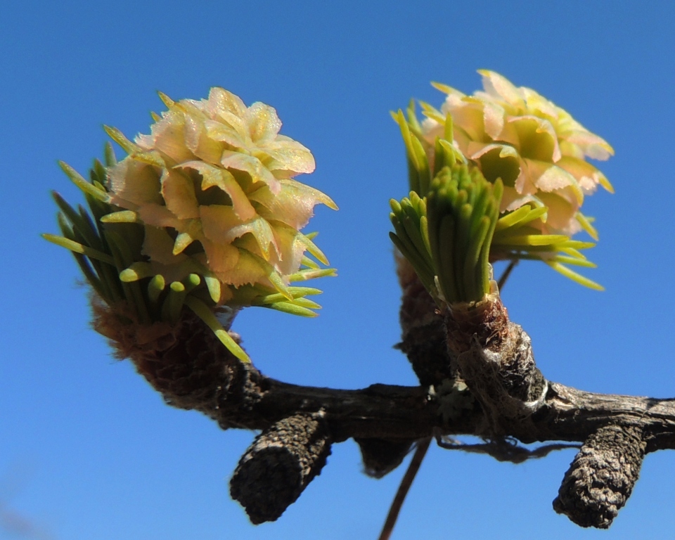 Image of Larix sukaczewii specimen.