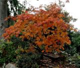 Acer palmatum