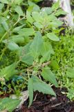 Atriplex kuzenevae. Верхушка веточки с соцветиями. Мурманская обл., окр. пос. Дальние Зеленцы, Дальнезеленецкая губа, Дальний Пляж, близ устья Дальнезеленецкого ручья, валунная супралитораль. 29.07.2016.