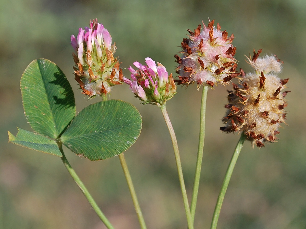 Image of Trifolium bonannii specimen.