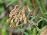 Ledum palustre
