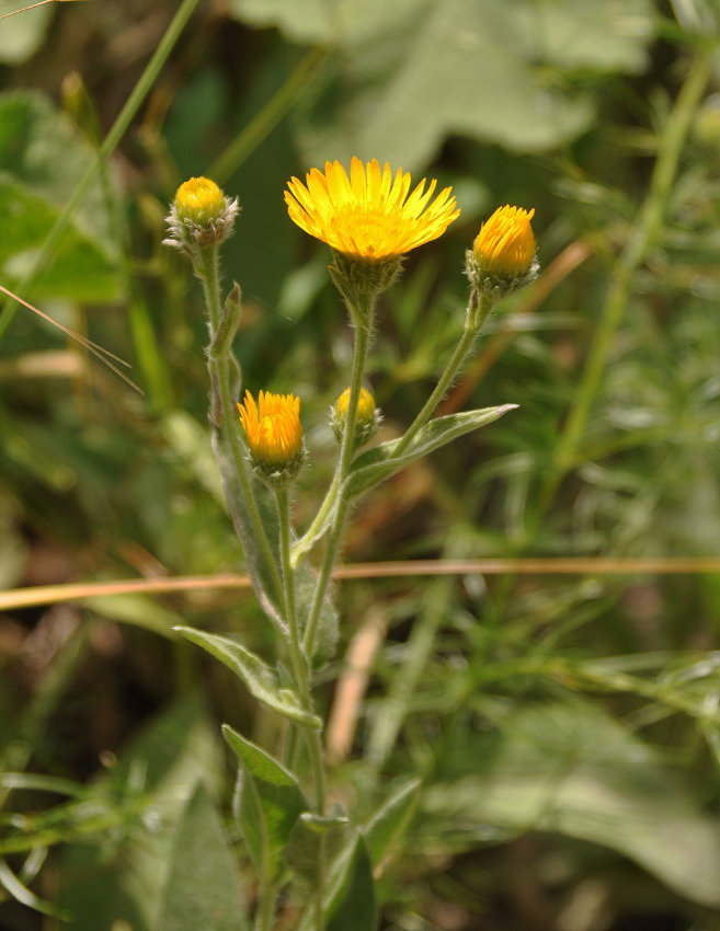 Изображение особи Inula oculus-christi.