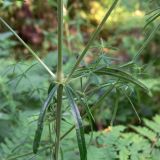 Galium verum