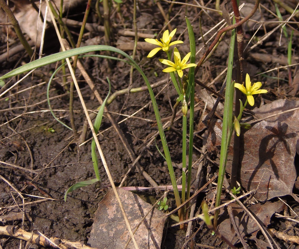 Изображение особи Gagea erubescens.